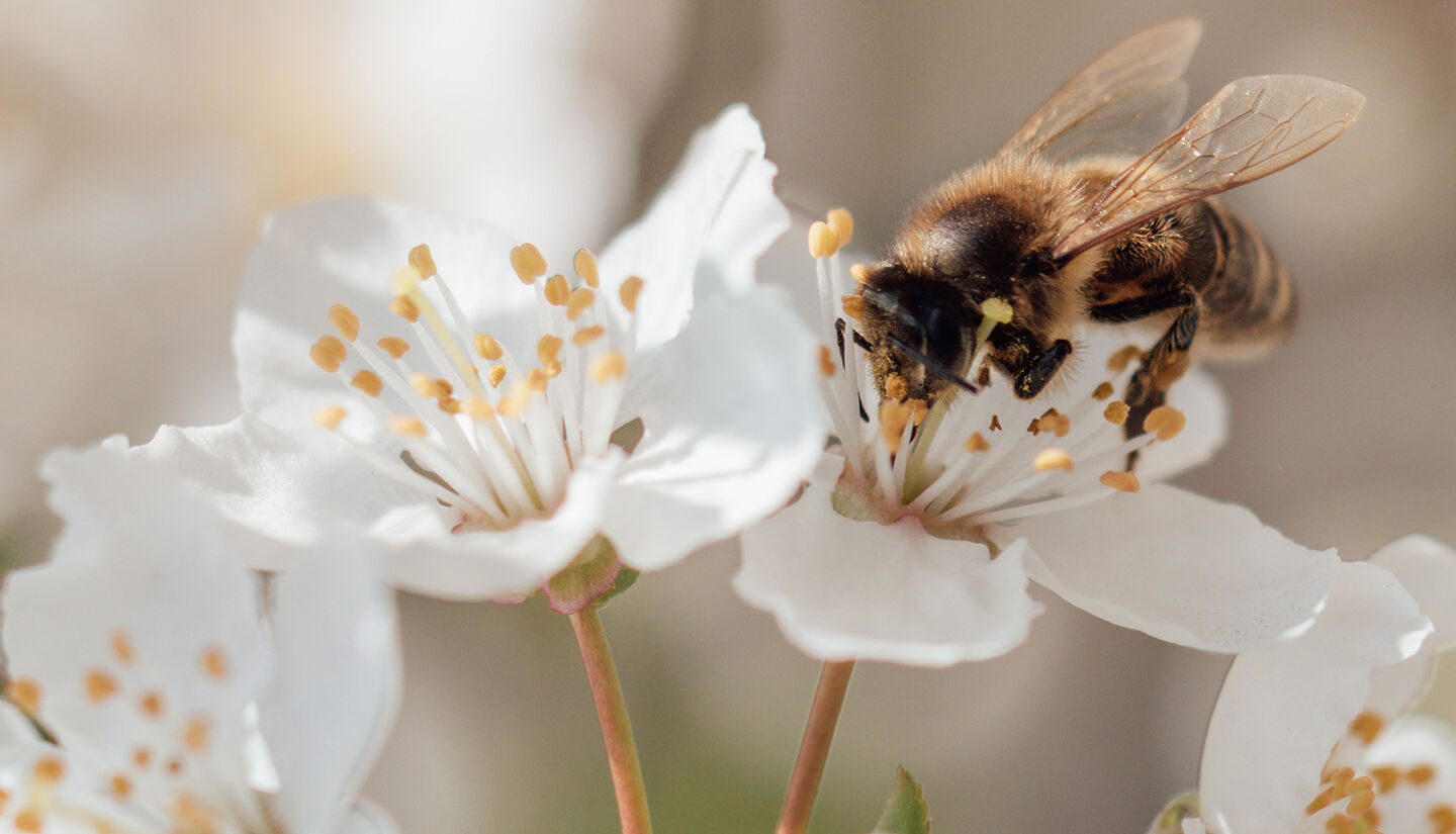 A bee pollinating a flower.